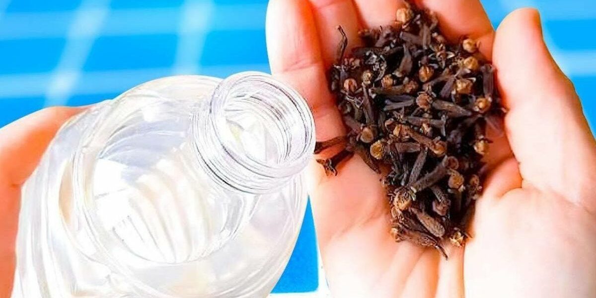 ¿Cómo puedo eliminar las cucarachas y los mosquitos con productos naturales?