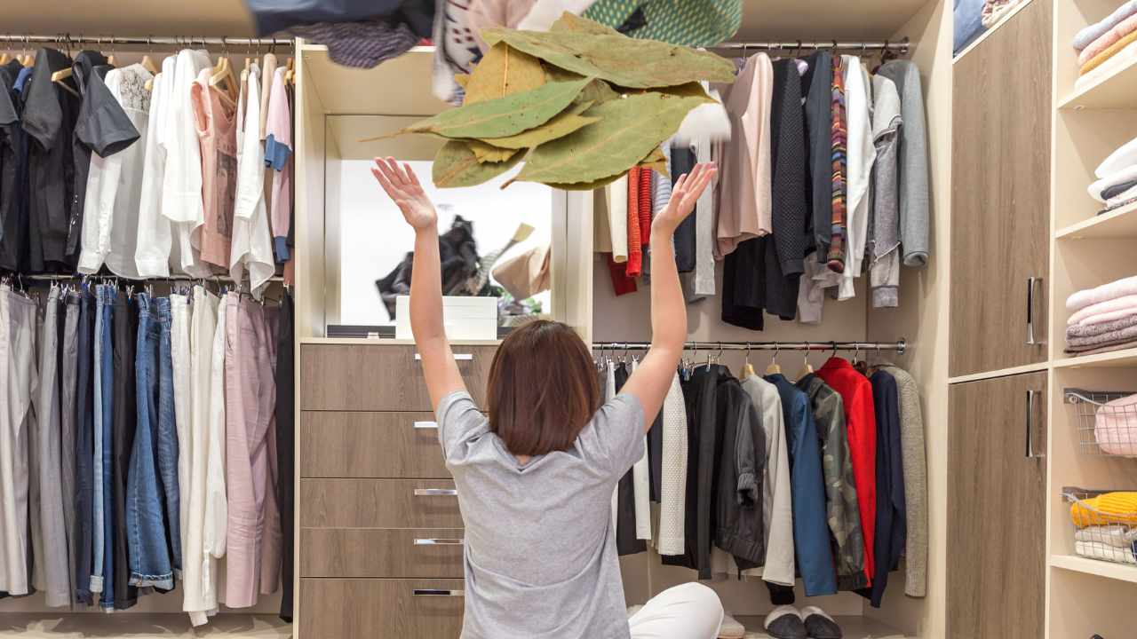 ¿Tienes un vestidor? Entonces debes saber absolutamente para qué necesitas el laurel. ¡Parece imposible pero realmente lo es!