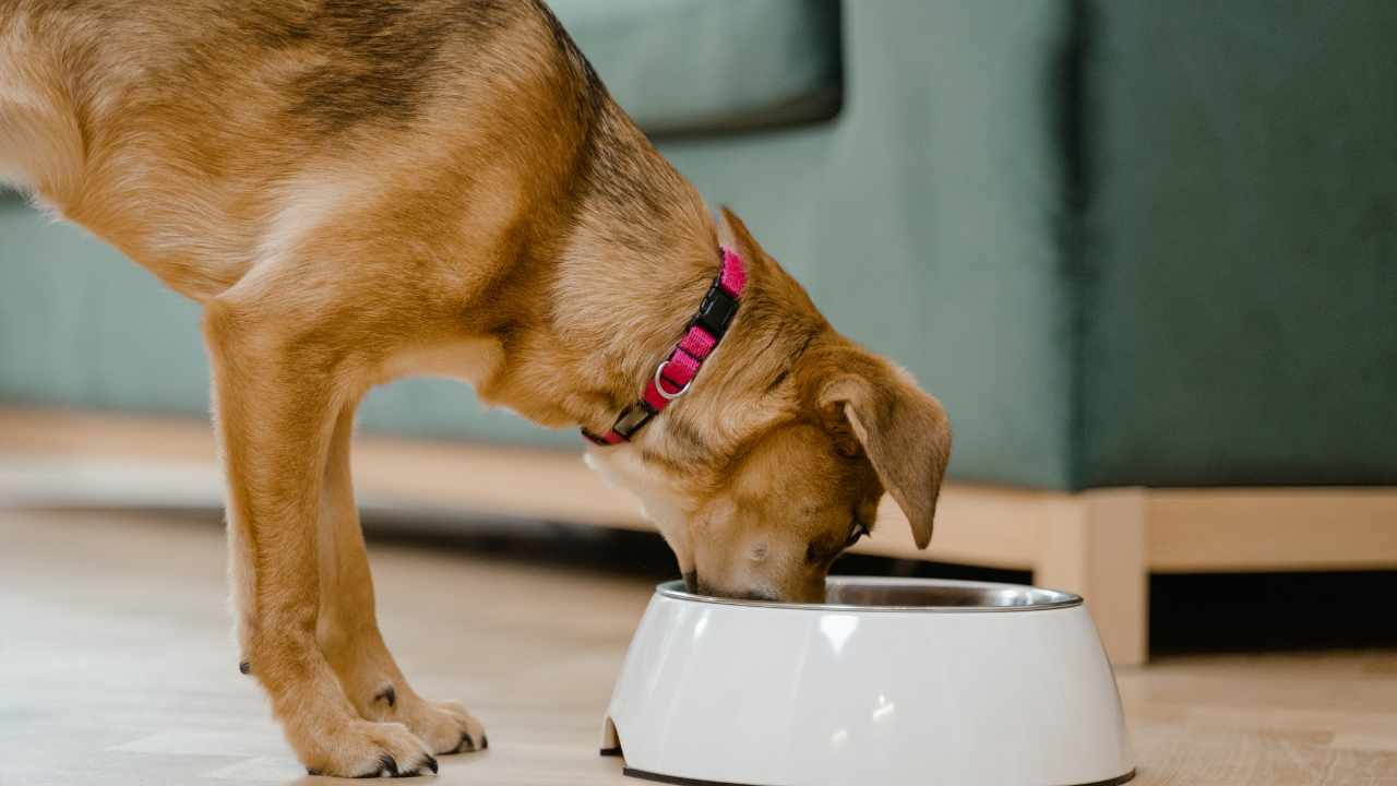 Estos son los puntos más sucios de la casa para los dueños de mascotas: cómo abordar el problema