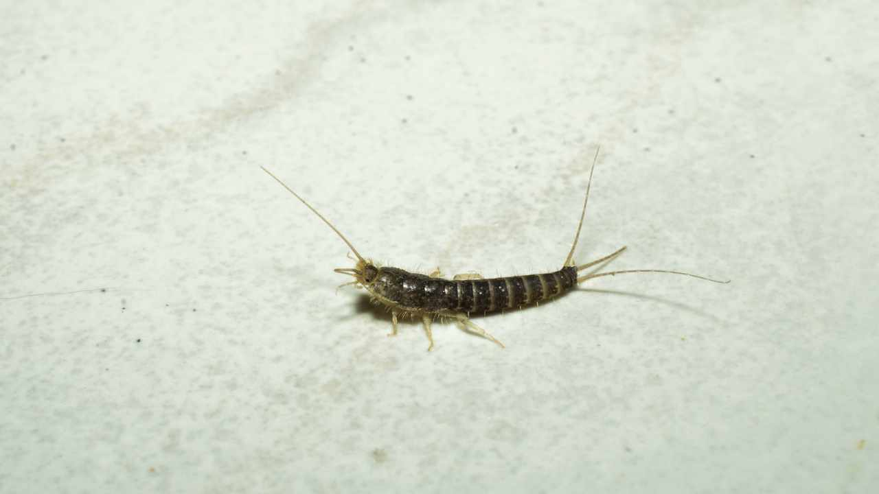 Pececillos de plata: Los secretos de la abuela y lo que limpiaba para hacerlos desaparecer