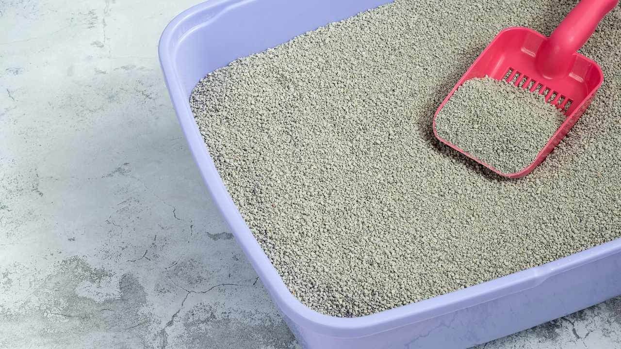 Cómo limpiar correctamente la caja de arena de tu gato y mantenerla con un olor fresco