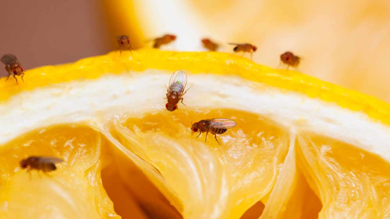 4 trampas caseras para moscas de la fruta que realmente funcionan
