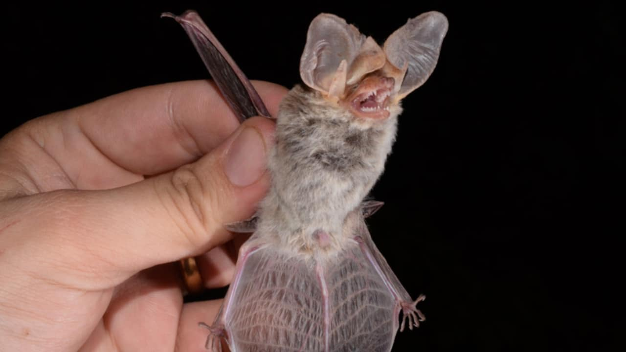 ¿Qué hacer si hay un murciélago en casa? Aquí te explicamos por qué no debes matarlo y cómo actuar.