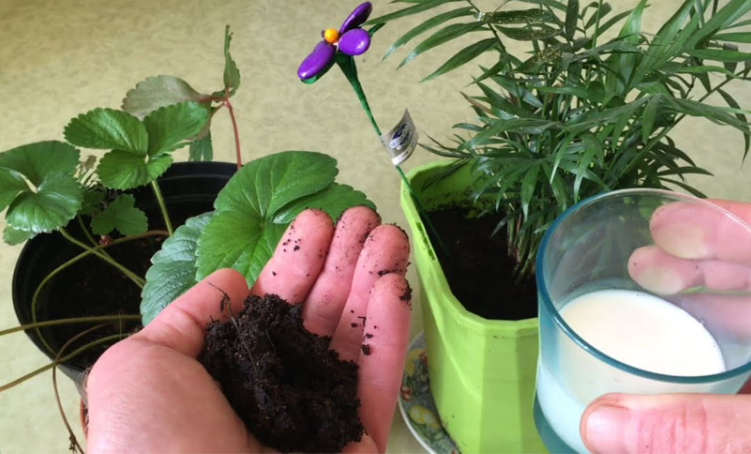 Vierte leche en tus plantas: un truco sorprendente para fortalecerlas