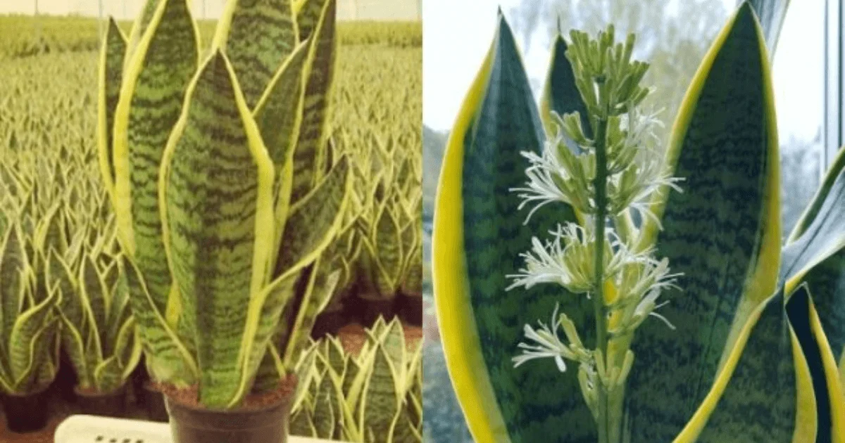 .Descubre cómo hacer florecer la Sansevieria o Lengua de Suegra muy bonita
