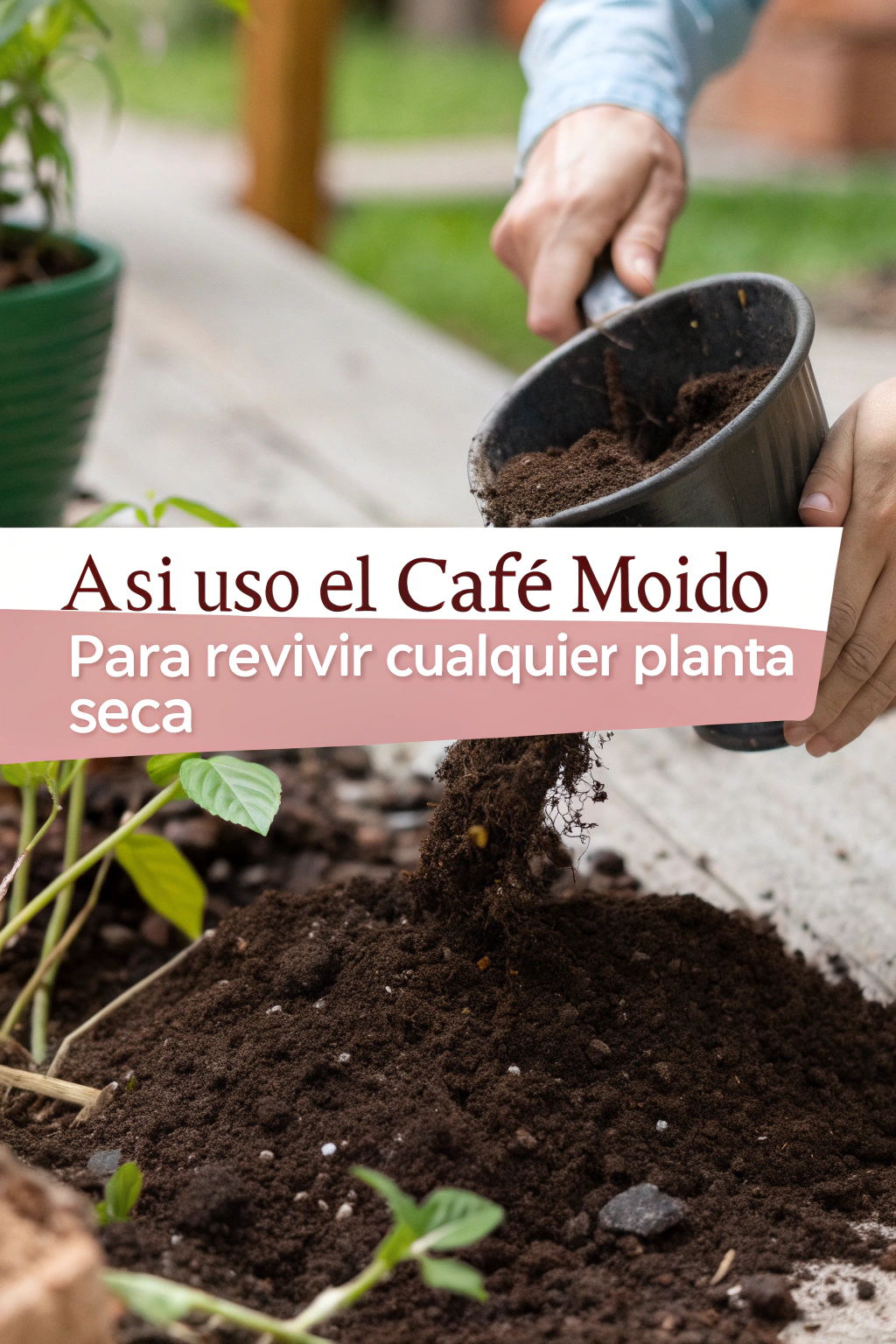 Así uso el café molido para revivir cualquier planta seca