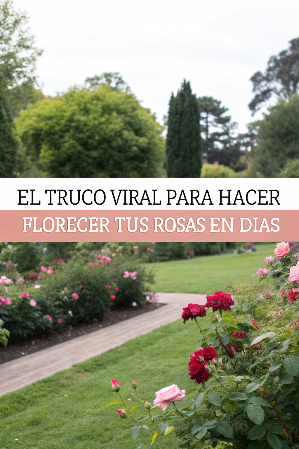 El truco viral para hacer florecer tus rosas en días