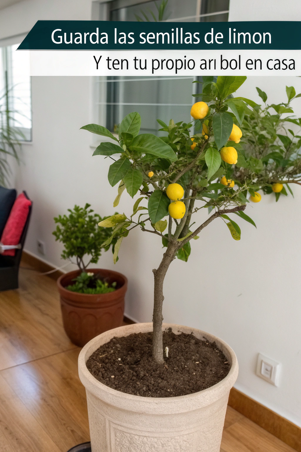 Guarda las semillas de limón y ten tu propio árbol en casa