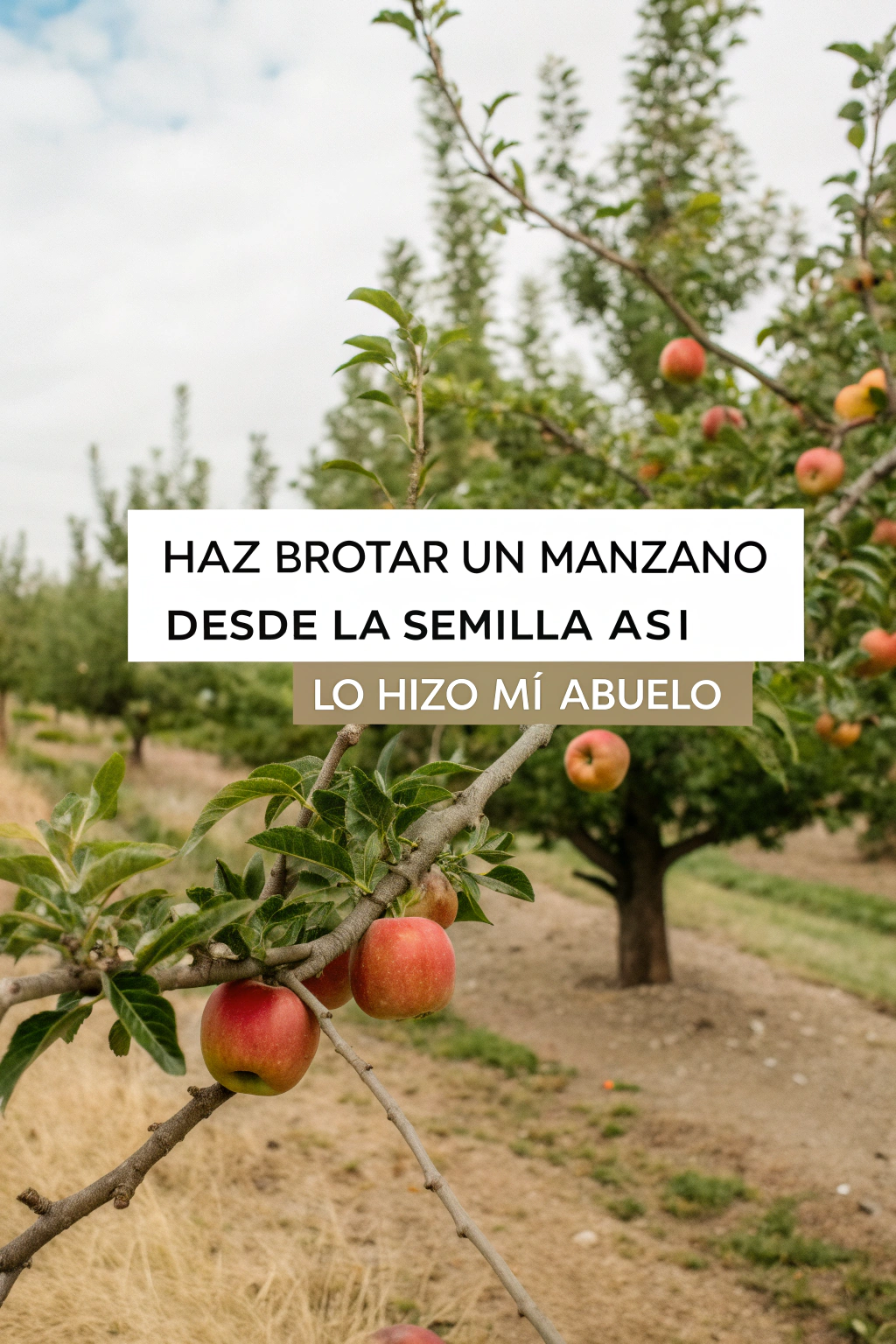 Haz brotar un manzano desde la semilla: así lo hizo mi abuelo