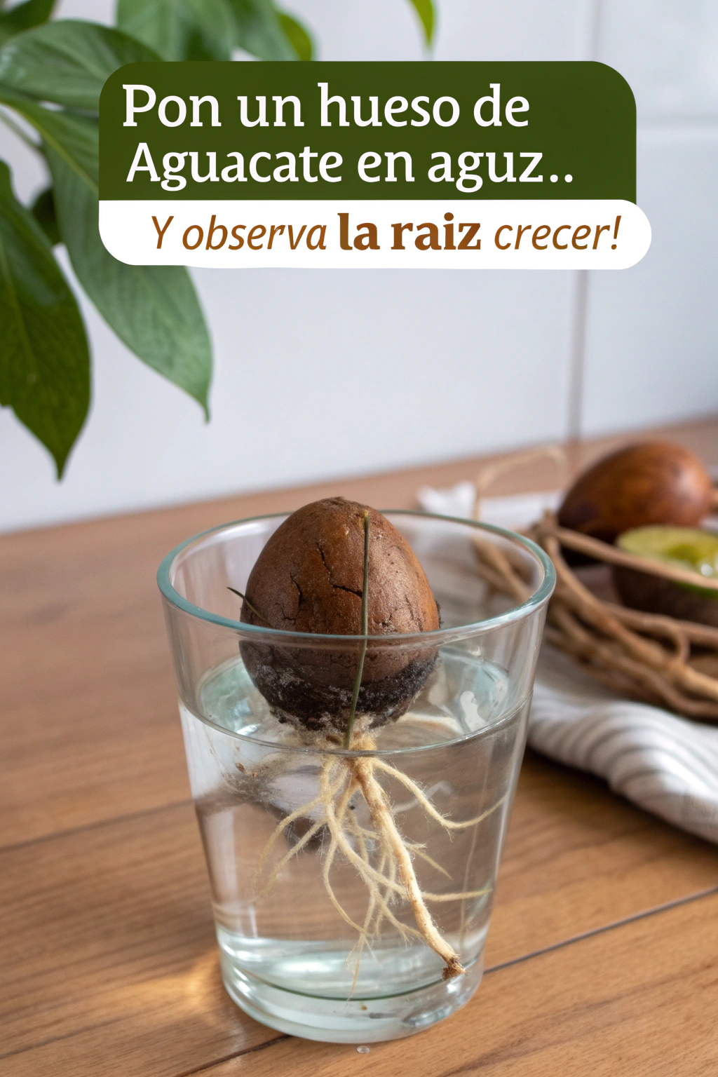 Pon un hueso de aguacate en agua… ¡y observa la raíz crecer!