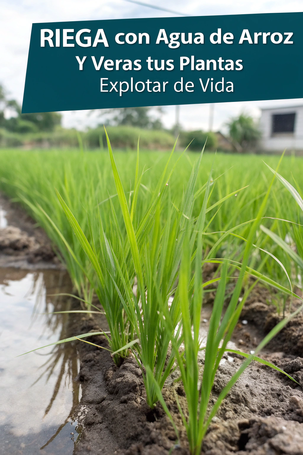 Riega con agua de arroz y verás tus plantas explotar de vida
