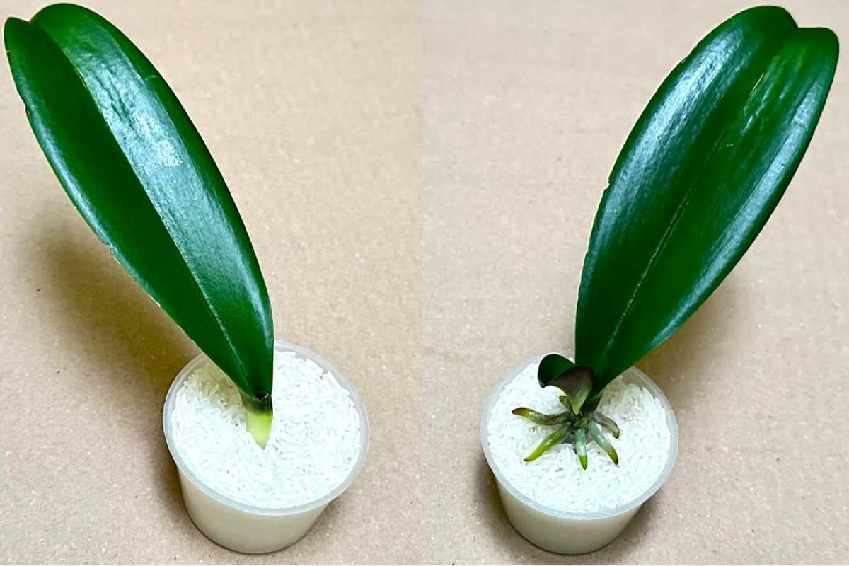 Con este método, las hojas de la orquídea florecen todo el año.