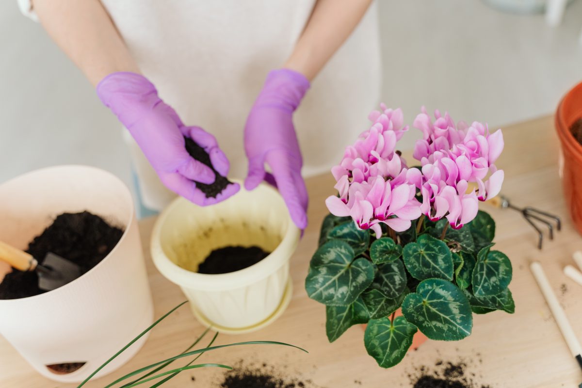 Abundante floración del violeta de los Alpes: descubra cómo hacerlo con nosotros