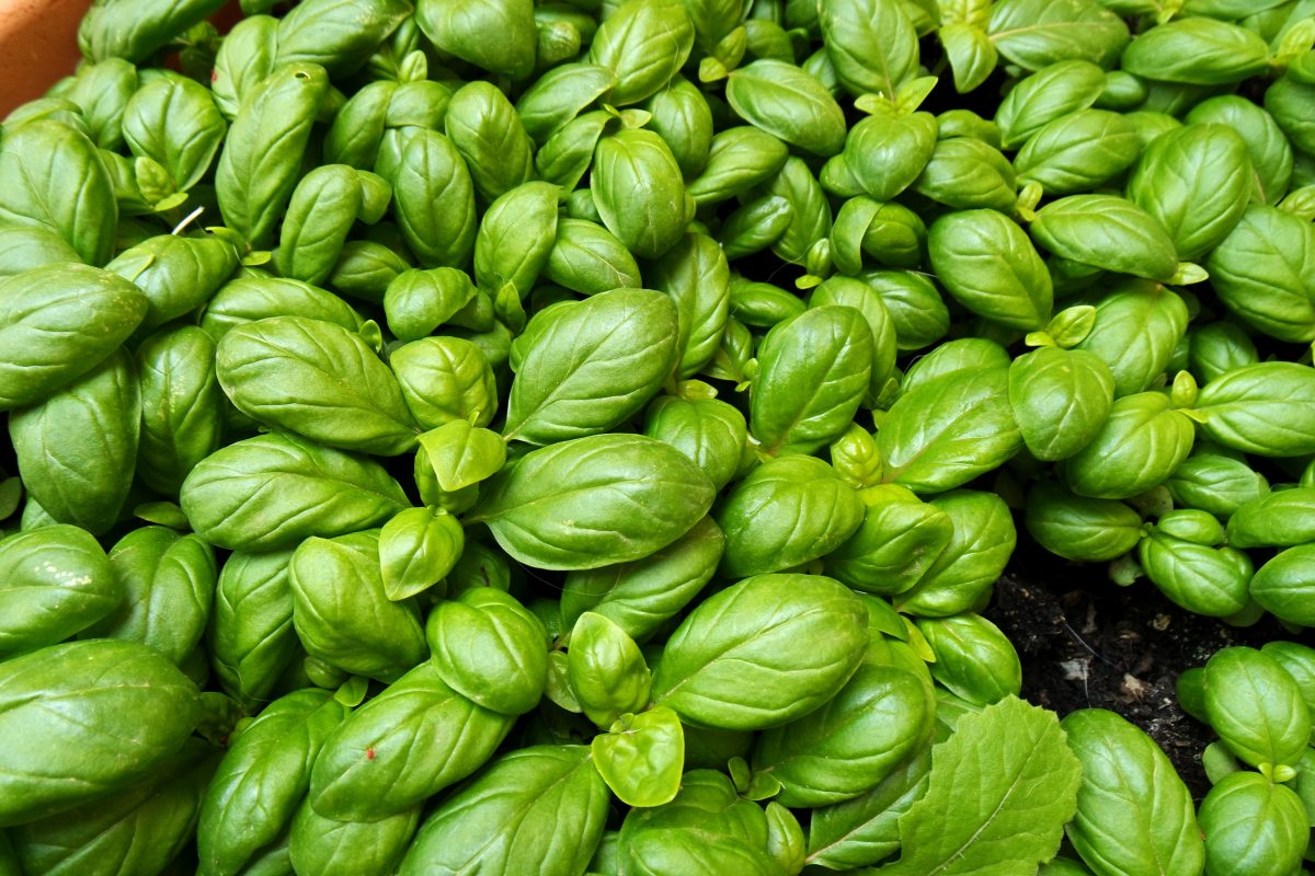 Albahaca, si se riega así, se pudre: Descubre el truco de los jardineros