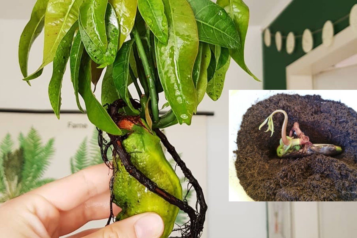 Cultivar mango en casa es muy fácil: ¡descubre con nosotros el método rápido!