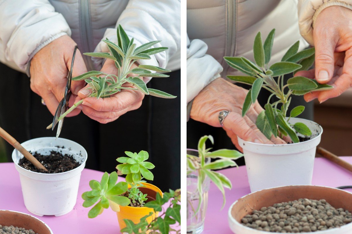 El truco del ramo para multiplicar Salvia infinitamente sin gastar un euro