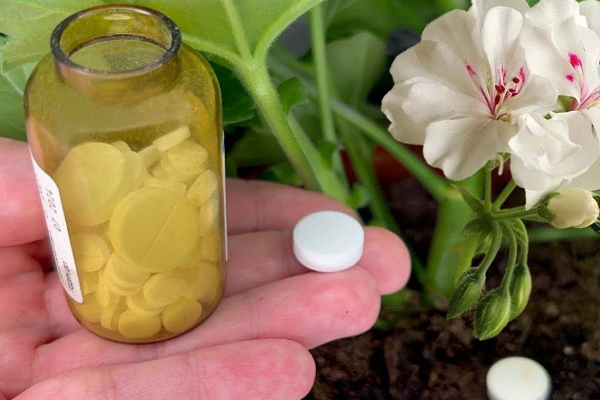 Flor espectacular | 1 tableta para cada flor y la hace cobrar vida