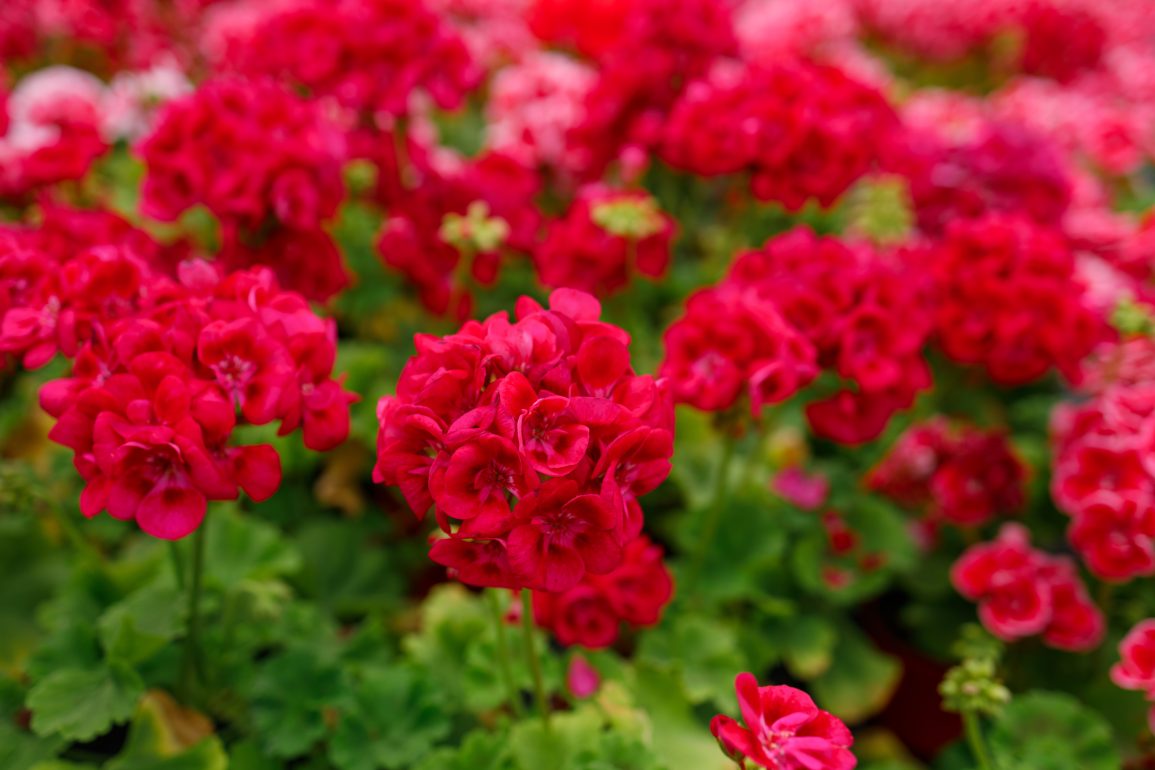 Hay un ingrediente en la cocina que hace que tus plantas florezcan al instante. ¡Descubre con nosotros cuál es!