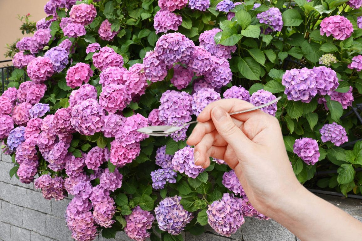 Hortensien: ¡resultados increíbles con solo una cuchara en solo 24 horas!