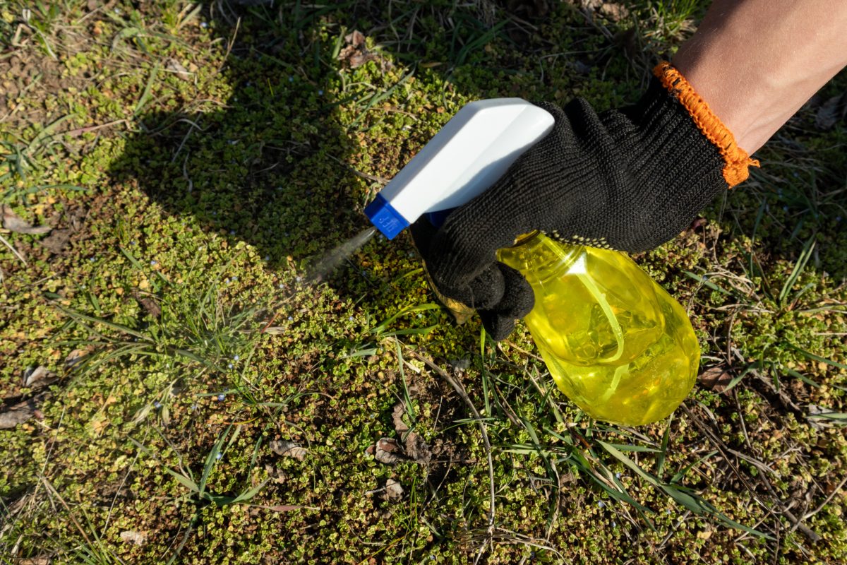 La maleza tendrá una vida corta, el remedio no químico que lo limpia todo en pocos minutos!