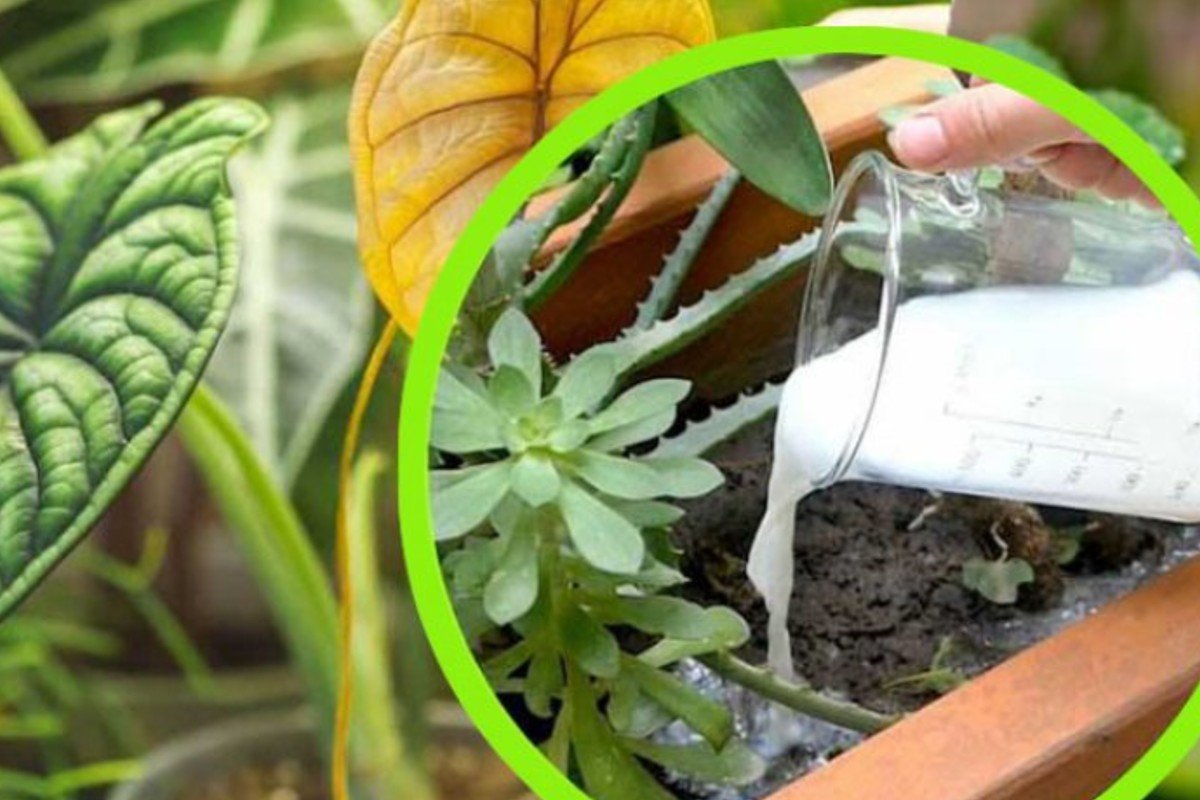 Leche en las plantas, todos la echan al jardín. El truco de los agricultores es realmente extraordinario