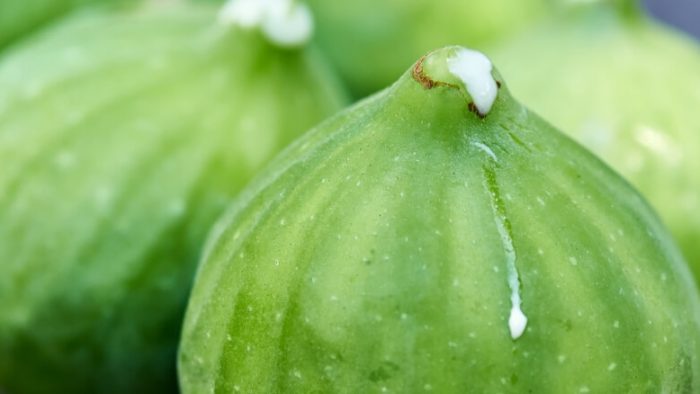 Los sorprendentes beneficios del jugo de higo