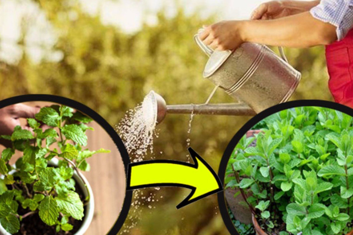 Menta, nunca más con pocas hojas y marchitas. Truco de jardinero para hojas abundantes y fragantes