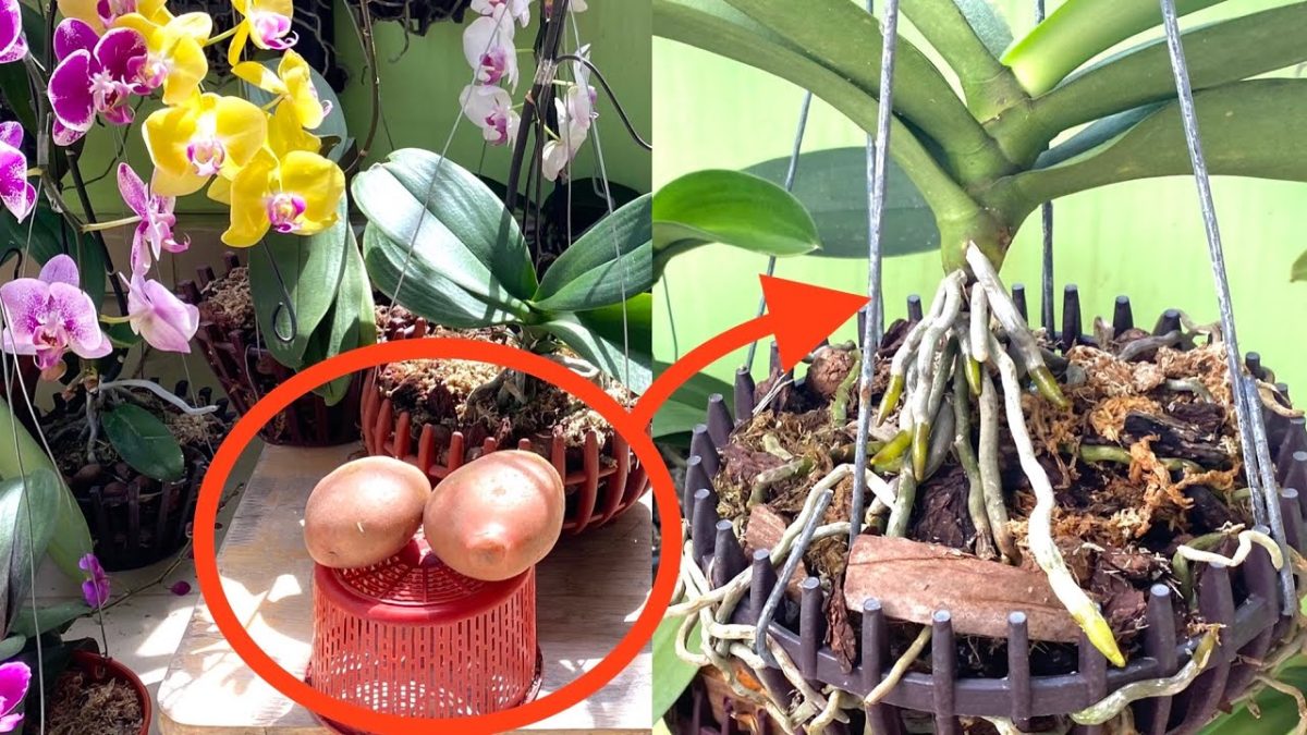 Orquídeas fuertes y de rápido crecimiento: ¡Prueba el truco de la patata!
