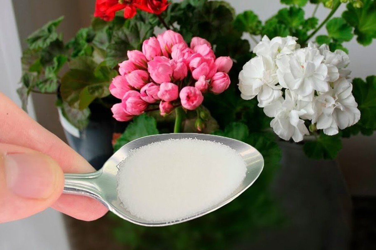 Sólo una cucharada de este ingrediente y la flor será espectacular!