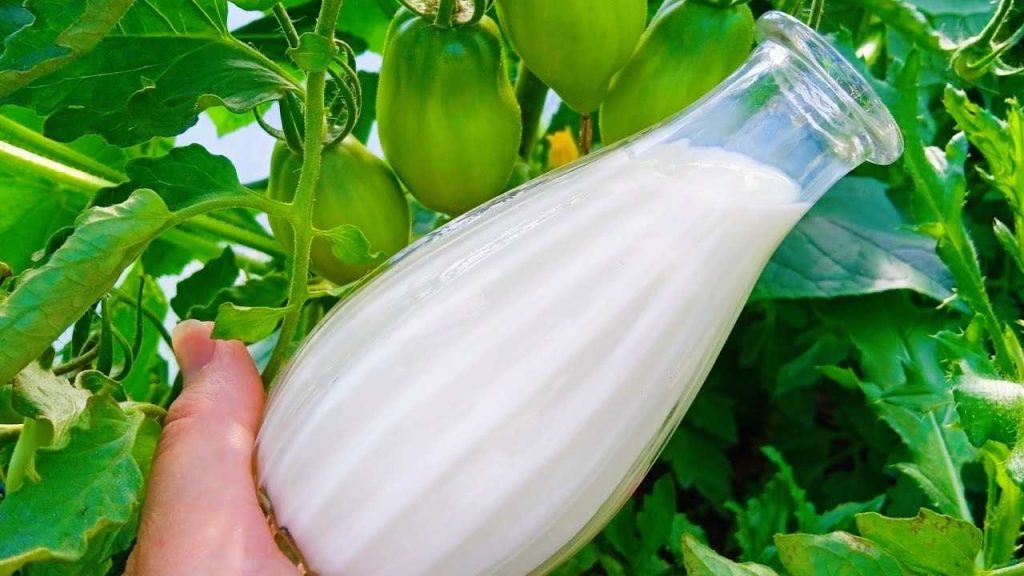 Suplemento biológico potente para tomates, pepinos y pimientos – duplícalos todos