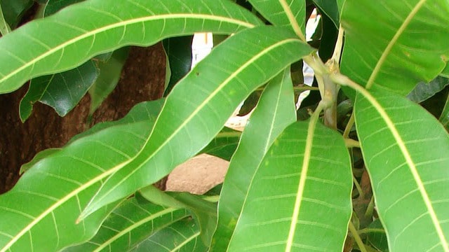 Todos aman el mango, pero la mayoría de las personas no sabe lo importantes que son sus hojas