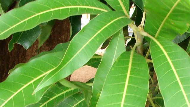 Todos aman los mangos, pero la mayoría de las personas no saben lo importantes que son sus hojas