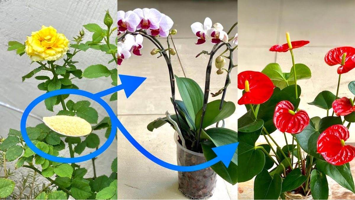 ¡Con solo una cucharada, todas tus plantas tendrán cada vez más flores!