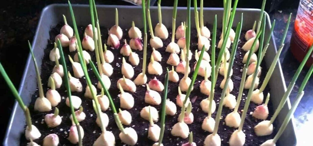 Ajo, con este método lo multiplicas infinitamente – lo hacen los jardineros