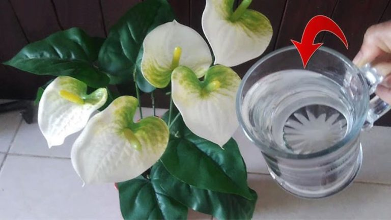 Azucena de la paz, solo crecerá cinco veces más rápido si la riegas con esto