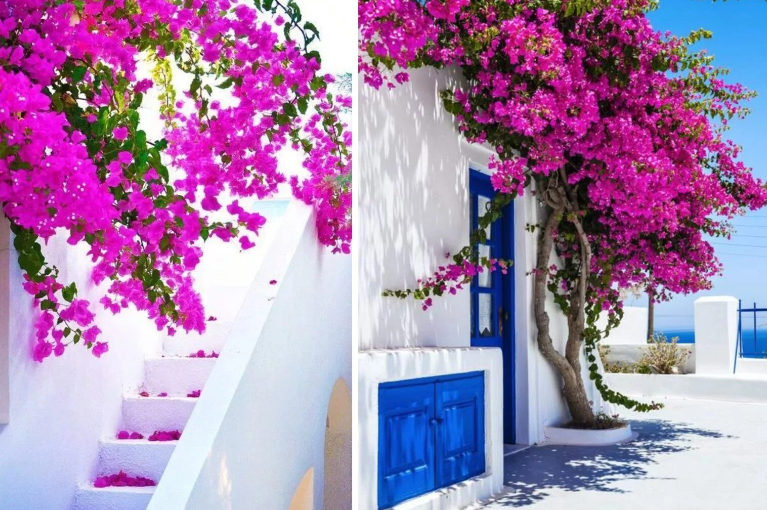 Bugambilia: Cómo cultivarla y cuándo podarla para una hermosa floración