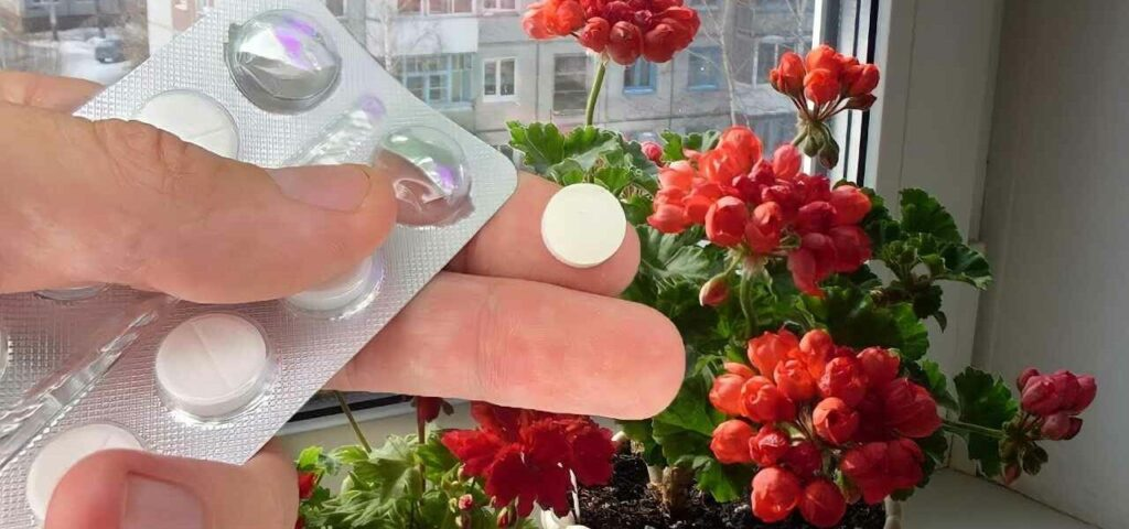 Despierta cualquier tipo de flor en pleno invierno, todos serán envidiosos de tu jardín