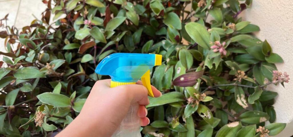 El poderoso fungicida casero para plantas: solo necesitarás estos 3 ingredientes