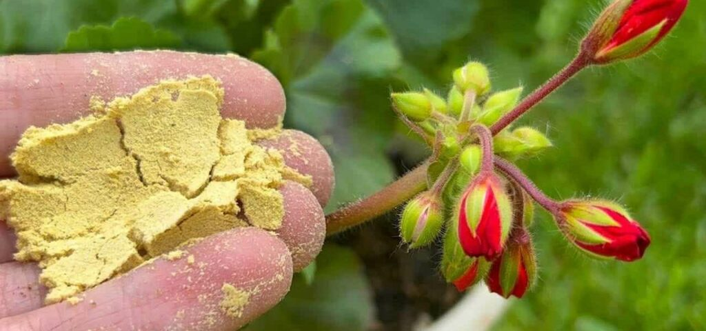 Espárcelo en cada maceta de flores que tengas en tu jardín y cobrarán vida al instante