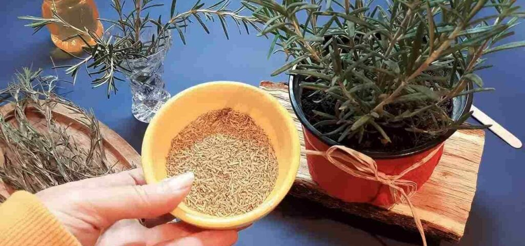 Esta hermosa planta cura todo de la cabeza a los pies: la tienes en el jardín