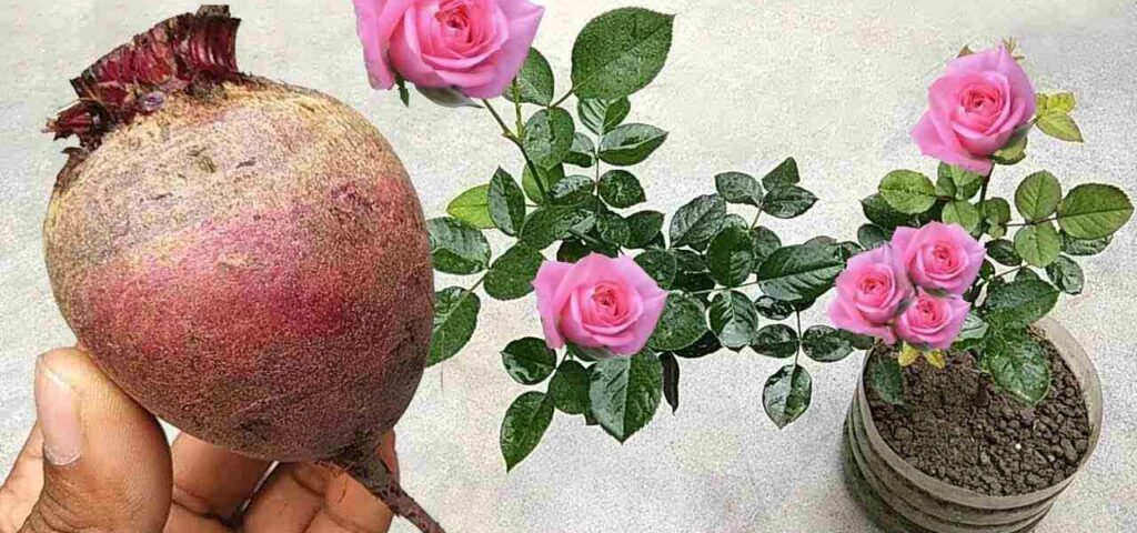 Este fertilizante natural hará florecer multitud de flores en cualquier planta.