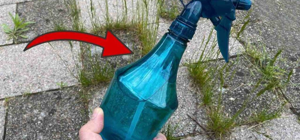 Hierbas y musgo en el jardín, solo rociarlo para eliminarlos definitivamente