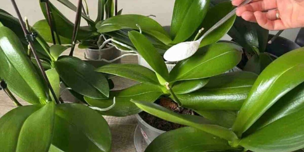 Hojas luminosas y resistentes con flores abundantes si las frotas en tu orquídea