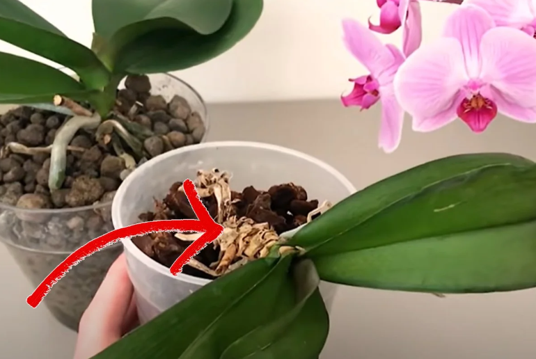 Orquídea con raíces secas? ¡No la tire! Aquí le mostramos cómo salvarla.