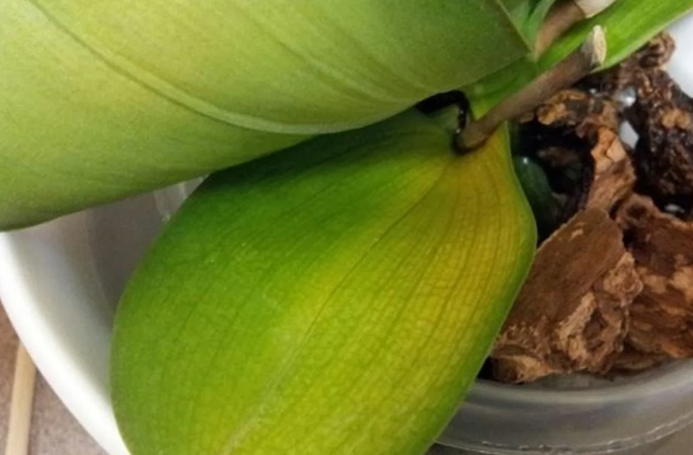 Orquídea, hojas amarillas: descubra este remedio