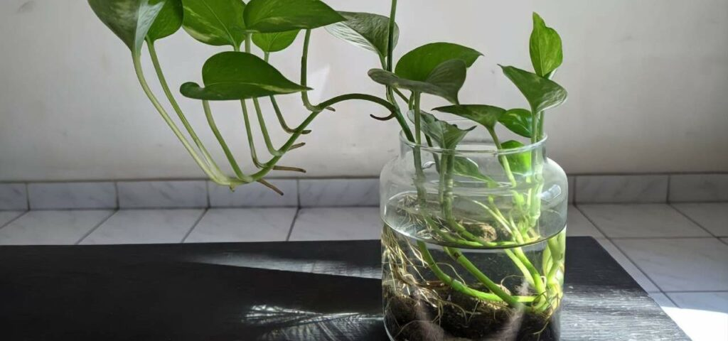 Pothos, cómo cultivarlo en maceta: paso a paso