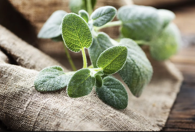 Salvia, solo una rama sencilla para perfumar toda tu casa, ¡así se hace!