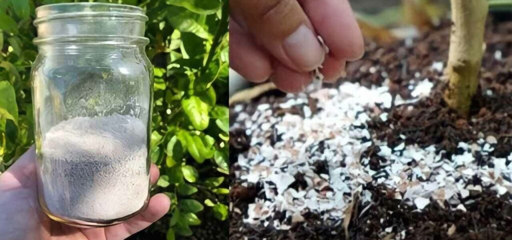 Una bomba natural para las plantas, solo debes verterla en la tierra para devolverles la vida