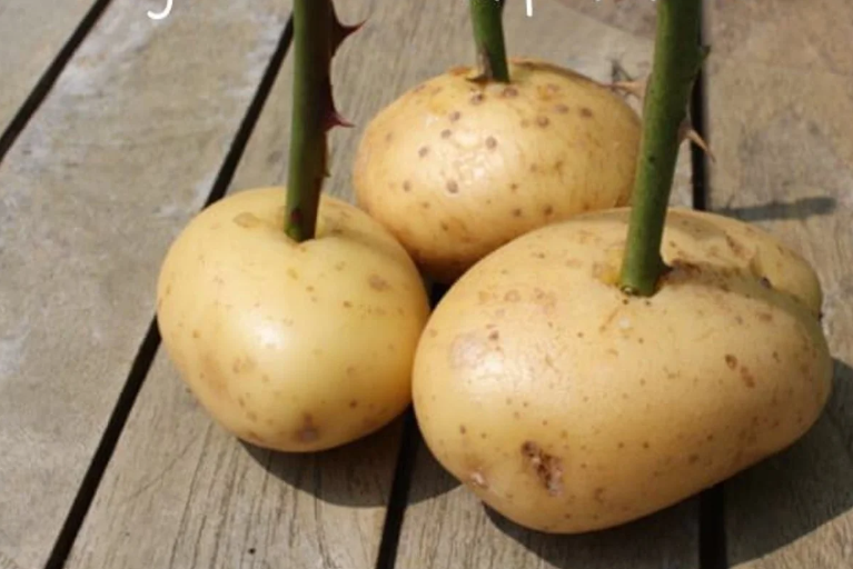 ¡Reproduce rosas fácil y con resultados sorprendentes!