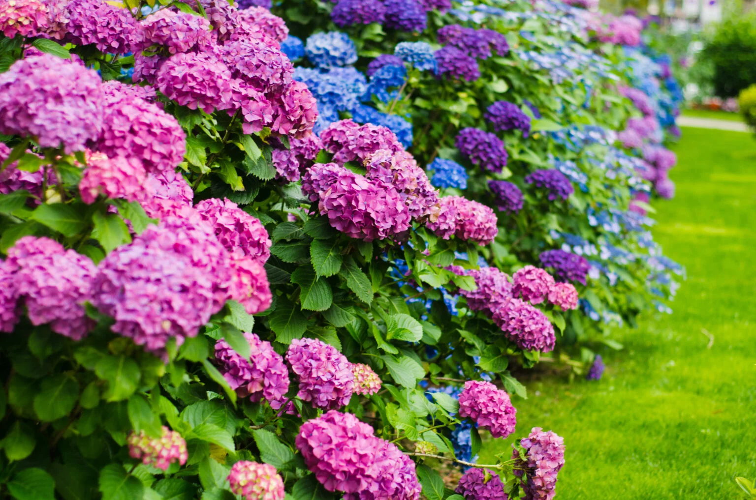 Cómo conseguir hortensias de colores: el consejo muy sencillo de un jardinero experimentado